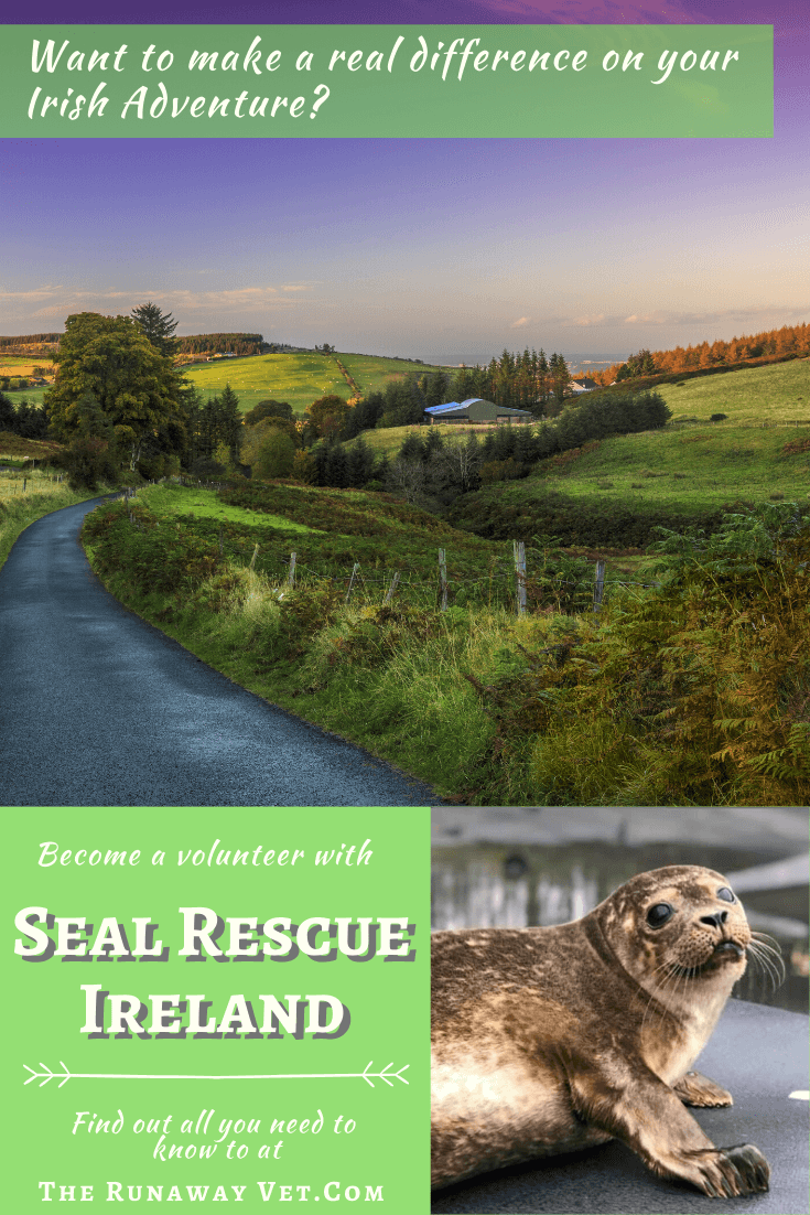 Seal Rescue Ireland - The Runaway Vet